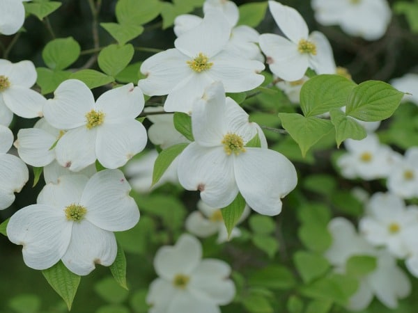 white flowering dogwood leaf bloomington indiana