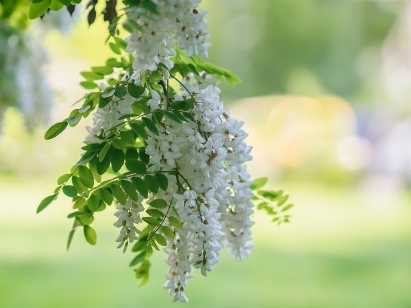 Black Locust leaves and flowers bloomington indiana