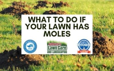 What To Do If You Have Moles or Voles in Your Lawn