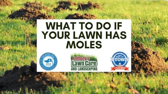 What To Do If You Have Moles or Voles in Your Lawn