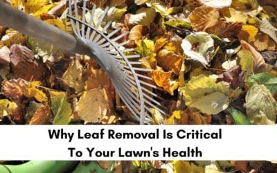 Leaf Removal and Why It Helps Make Your Lawn Healthy