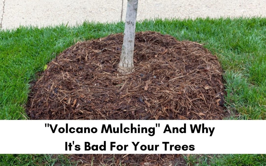 Image of Mulch around a tree stump