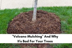 Volcano Mulching_ And Why It's Bad For Your Trees