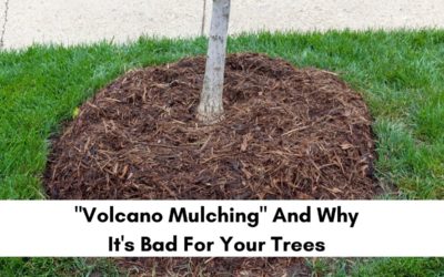 What is the right way to mulch around a tree?