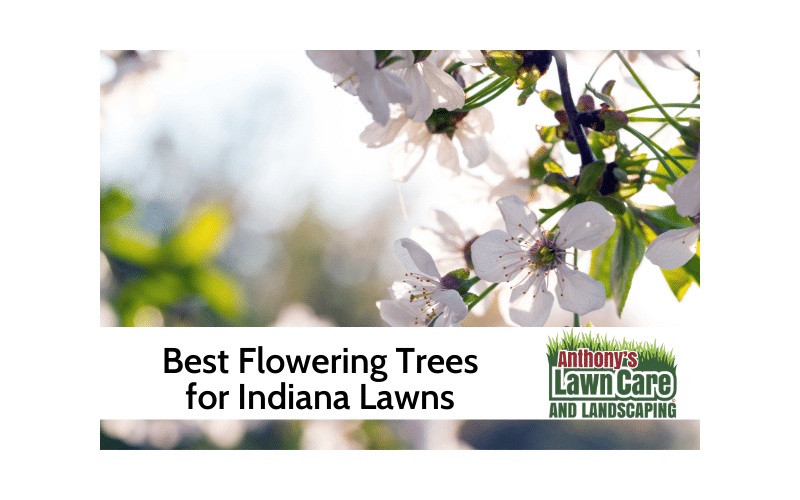 Best Flowering Trees for Indiana Lawns