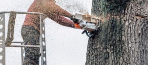 Bloomington IN Tree Service