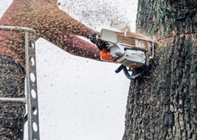 Bloomington IN Tree Service