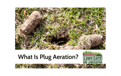 What is Plug Aeration?