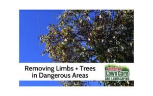 Removing Trees and Limbs in Dangerous Areas