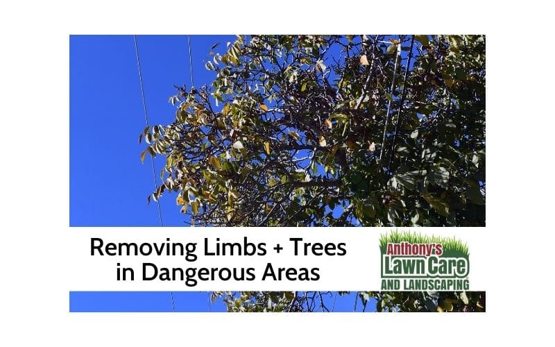 Taking Down Limbs And Trees By Powerlines and Dangerous Situations