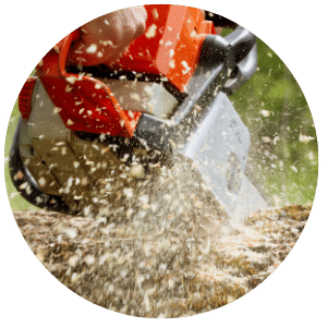 Tree Service Bloomington IN Circle