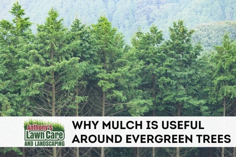 Mulch around Evergreens