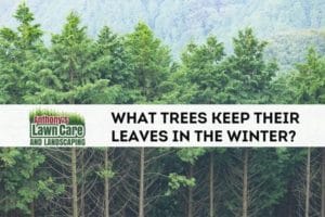 What Trees Keep Their Leaves in Winter