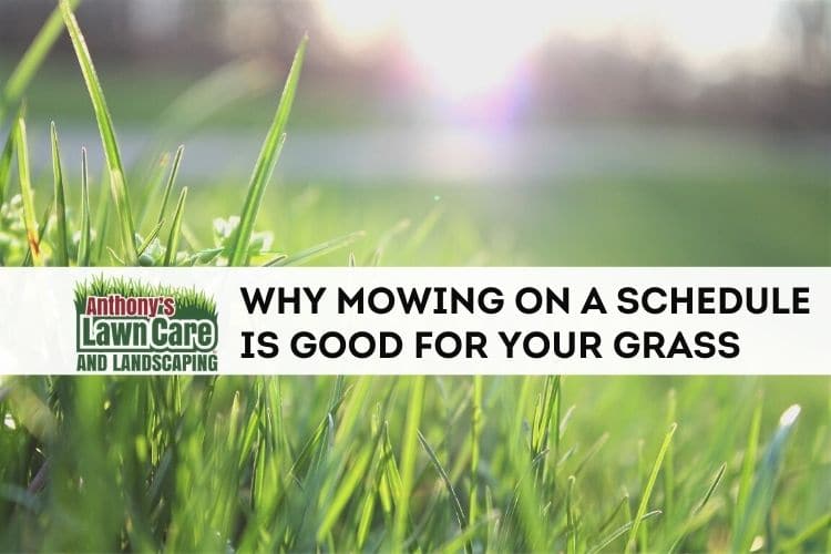 Is Mowing Regularly good for your grass?