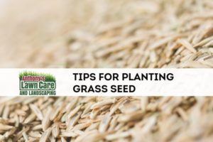 Tips for Planting Grass Seed