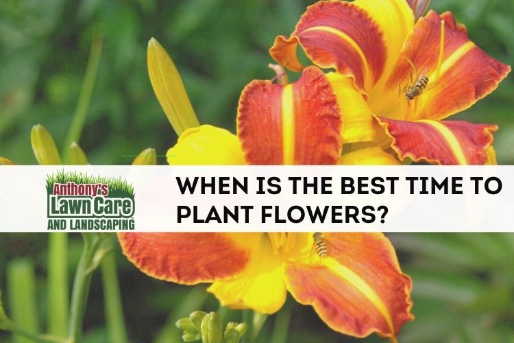 When Is The Best Time To Plant Flowers, Trees And Shrubs?