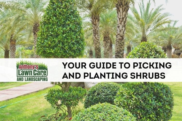 Guide to Picking and Planting Shrubs in your Lawn