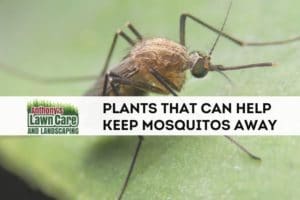 Plants That Keep Mosquitos Away