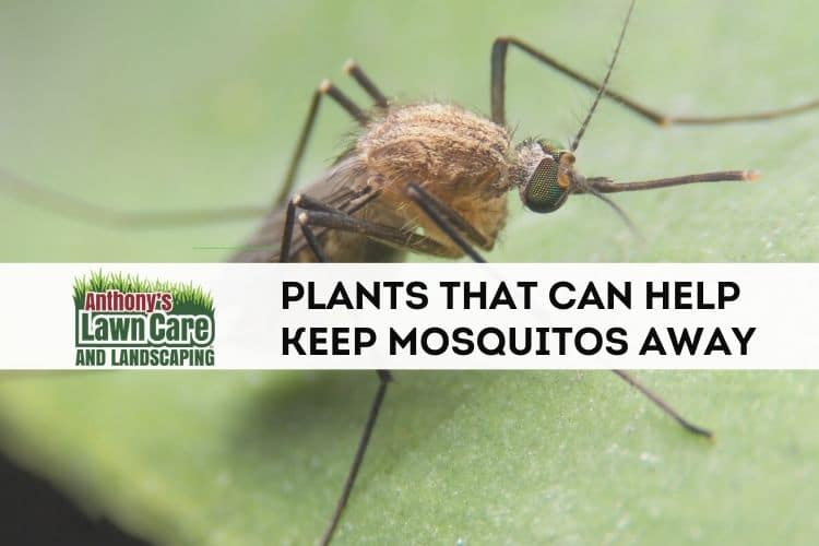 Plants For Your Lawn That Can Keep Mosquitos Away