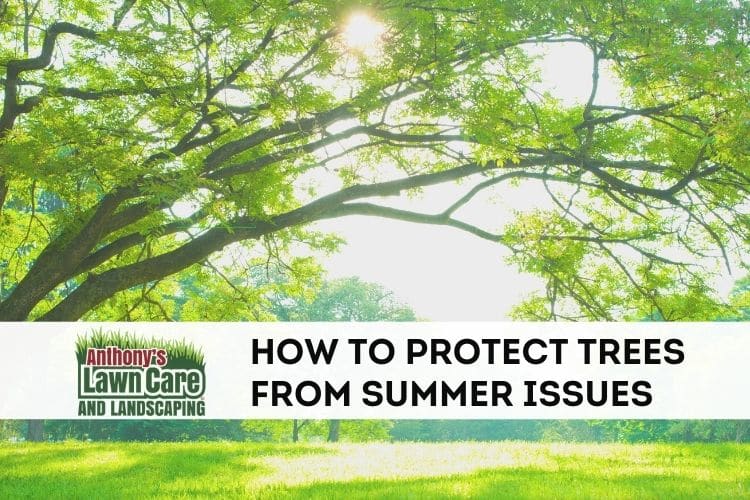 How to protect trees from summer