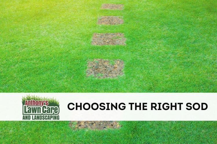 Choosing the Right Sod for Your Yard