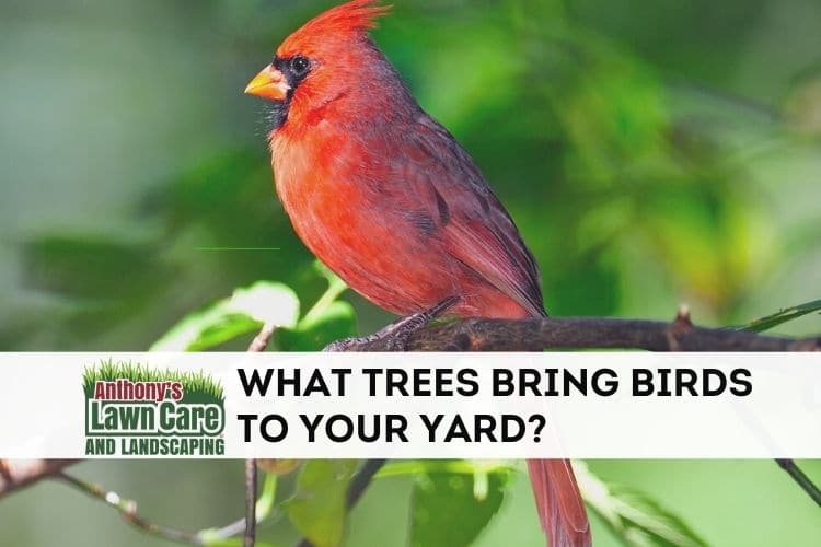 What Types of Trees Bring Birds To Your Yard?
