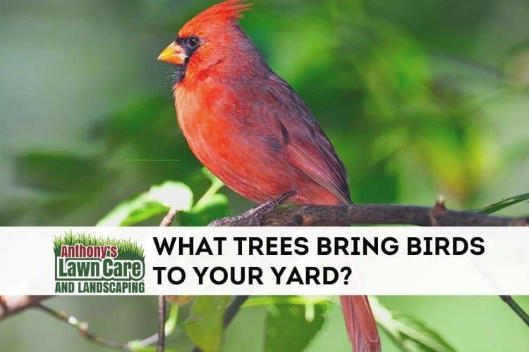 Trees bring birds