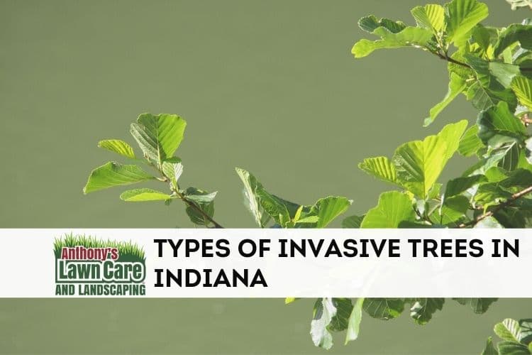 Types of Invasive Trees in Indiana