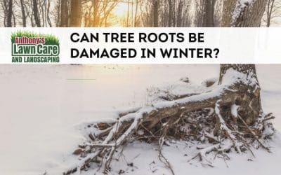 Can Tree Roots Be Damaged in Winter?