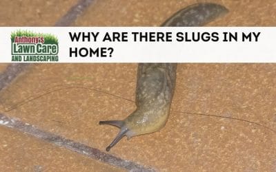 Why Are There Slugs in My Home