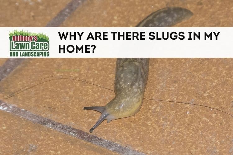 Why Are There Slugs in My Home