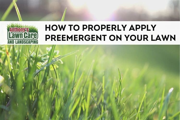 Proper Preemergent for Your Lawn
