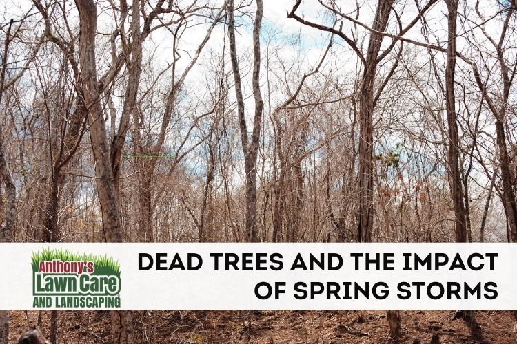 Dead Trees and the Impact of Spring Storms