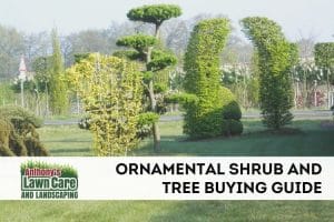 Ornamental Tree and Shrub Buying Guide