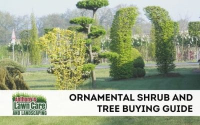Ornamental Shrub and Tree Buying Guide
