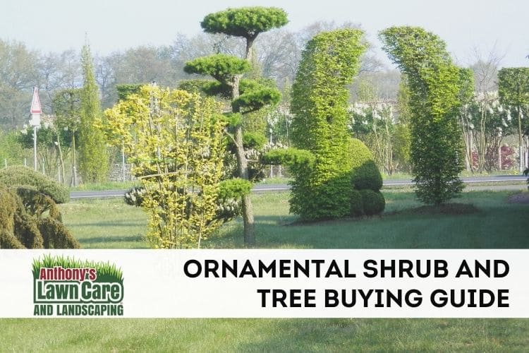 Ornamental Tree and Shrub Buying Guide