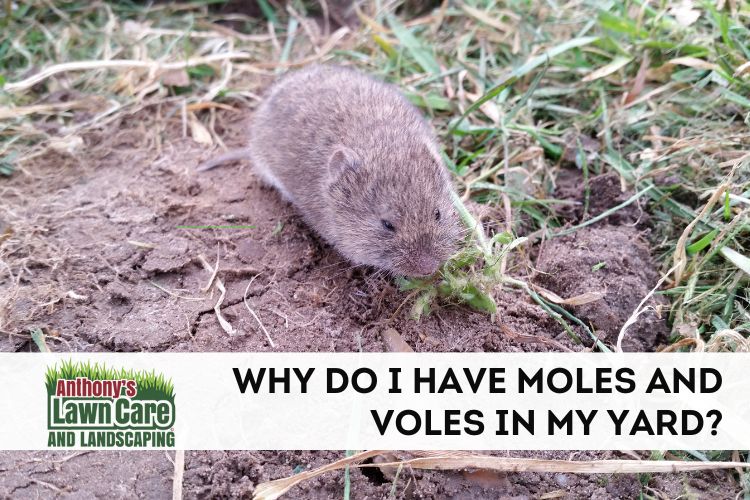 Why Do I Have Moles and Voles in my Yard?