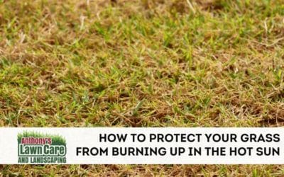 How to Protect Your grass From Burning Up In the Hot Sun