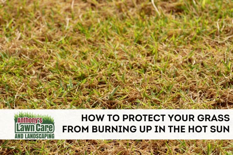 How to Keep Grass From Dying the Hot Sun