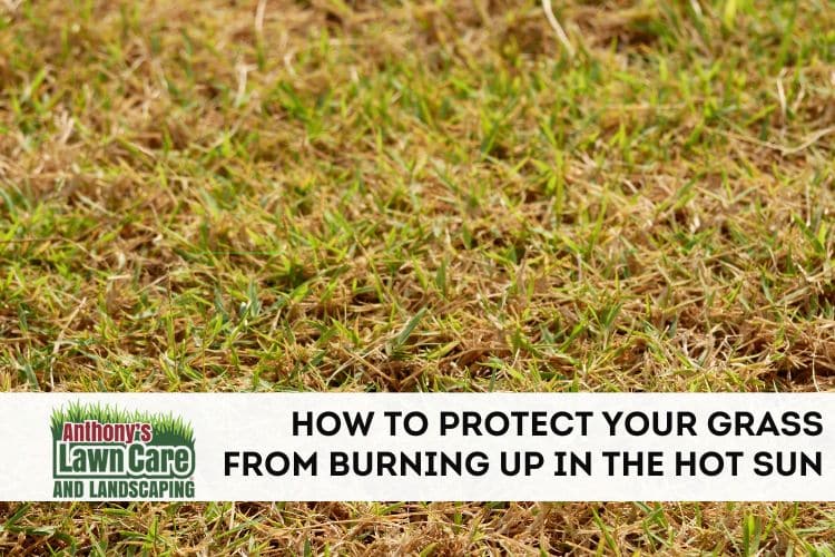 How to Protect Your grass From Burning Up In the Hot Sun