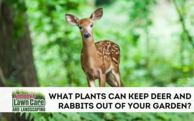 Plants That Keep Rabbits and Deer Out of Your Garden