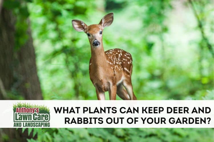 What Plants Keep Rabbits and Deer Out of Your Garden