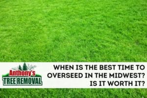 When Is The Best Time To Overseed in the Midwest