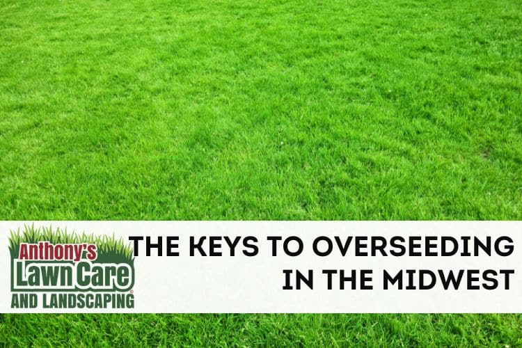 When Is The Best Time To Overseed in the Midwest Updated