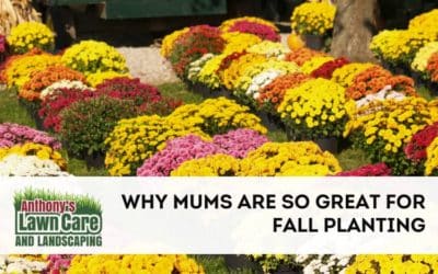 Why Mums are the Perfect Flowers for Fall 