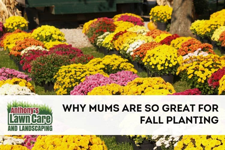 Why Mums Are Great for Fall Planting