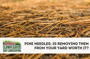 Should You Remove Pine Needles From Your Yard