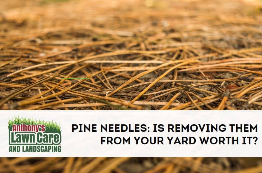 How To Clean Up Pine Needles | Cleanestor