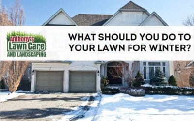 Pro Tips For Winter Lawn Care