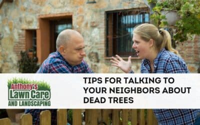Tips for Talking To Your Neighbors About Dead Trees in Their Yard